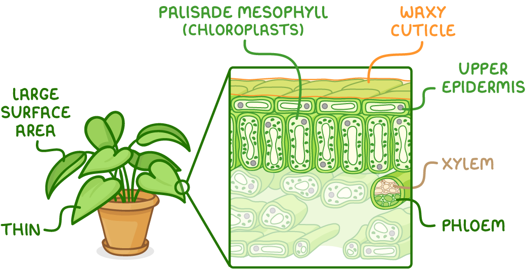 A potted plant labelled large surface area and thin, with a magnified leaf cross-section beside it labelled waxy cuticle, upper epidermis, palisade mesophyll (chloroplasts), xylem, and phloem.