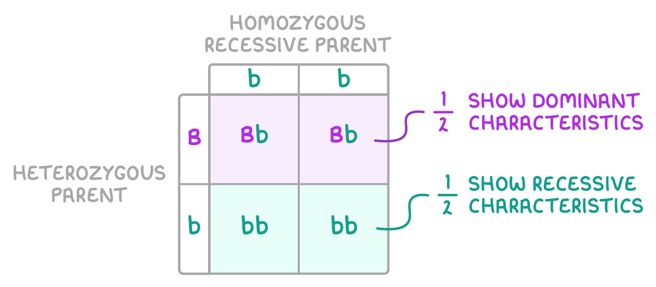 A two-by-two grid for a heterozygous parent crossed with a homozygous recessive parent, B and b down the side, b and b along the top, cells Bb, Bb, bb, bb, half dominant, half recessive.