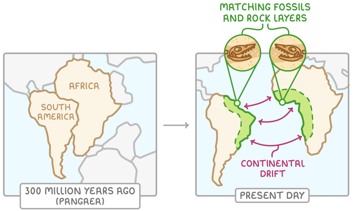 Two maps: 300 million years ago South America and Africa fit together as part of Pangaea; today they sit apart, with matching fossils and rock layers on both coasts and arrows showing continental drift.