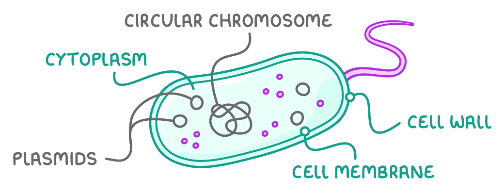 A rod-shaped bacterial cell with a purple thread at one end, labelled cytoplasm, circular chromosome, plasmids, cell wall and cell membrane, the chromosome drawn as a tangled loop and plasmids as small rings.