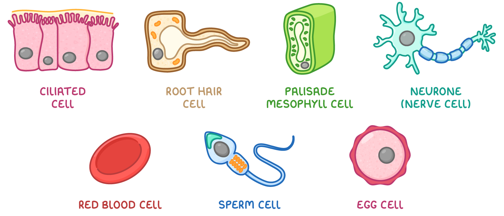 Seven named cells in two rows: ciliated cell under a mucus layer, root hair cell, palisade mesophyll cell and neurone above a red blood cell, sperm cell and a much larger egg cell.