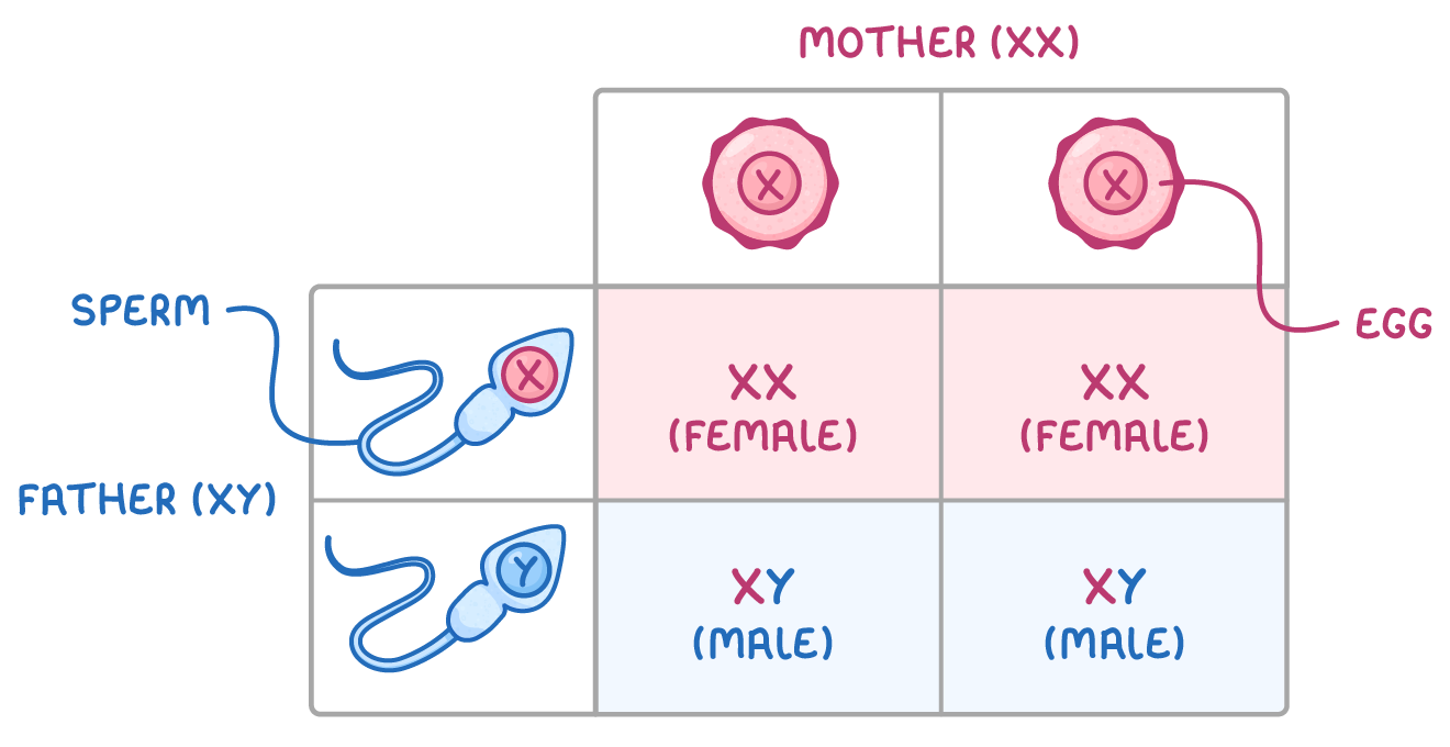 Punnett square with two eggs labelled mother (XX) along the top and two sperm labelled father (XY) down the side, the cells reading XX (female) twice and XY (male) twice.