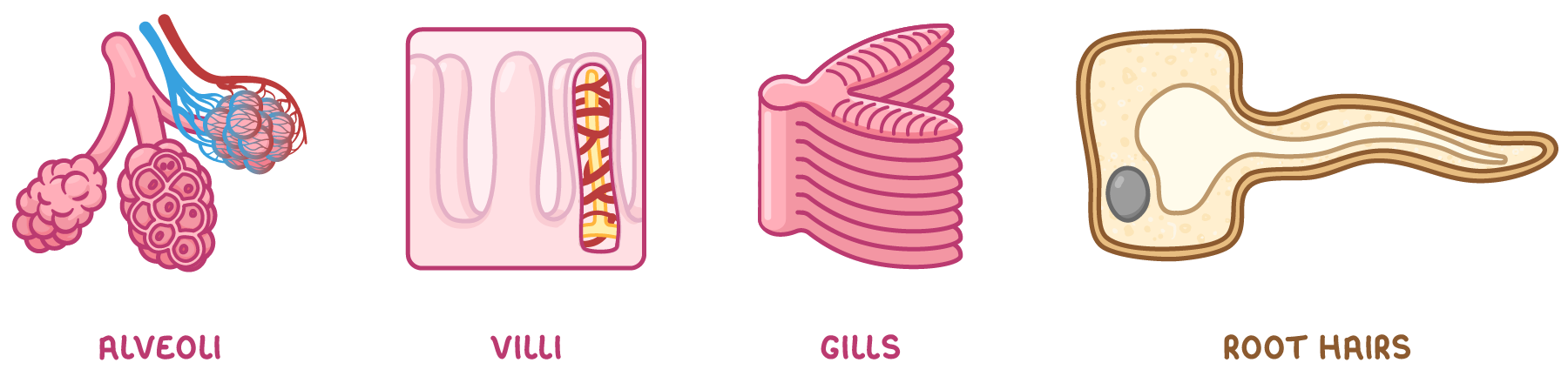 Four exchange surfaces in a row: alveoli with capillaries around them, villi lining a gut wall, stacked gill plates, and a root hair cell, labelled alveoli, villi, gills and root hairs.
