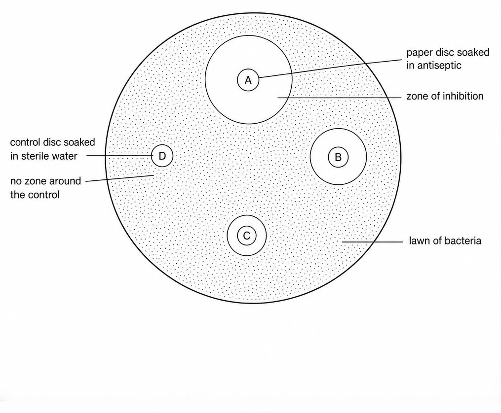 A Petri dish with a stippled lawn of bacteria and four paper discs, A, B and C each in a clear zone of inhibition, largest around A, and control disc D with no zone.