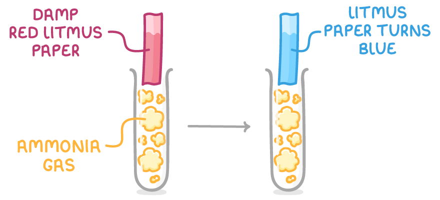Two test tubes of yellow ammonia gas with an arrow between them, the first holding a strip labelled damp red litmus paper, the second the same strip now blue, labelled litmus paper turns blue.
