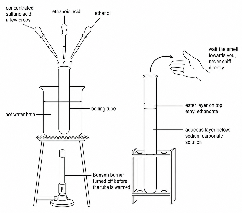 Three pipettes labelled concentrated sulfuric acid, ethanoic acid, and ethanol drip into a boiling tube in a hot water bath; beside it, a tube holds an ester layer above sodium carbonate solution.