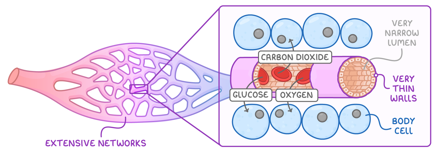 A capillary network labelled extensive networks, with a close-up of one capillary running between rows of body cells, arrows marked glucose, oxygen and carbon dioxide, and labels very narrow lumen and very thin walls.