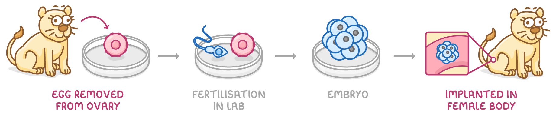 Four steps with a lioness: an egg in a dish labelled egg removed from ovary, sperm meeting it for fertilisation in lab, a ball of cells labelled embryo, then implanted in female body.