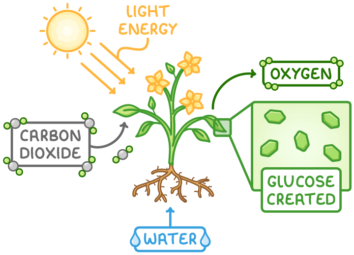 A flowering plant with a sun labelled light energy above, arrows showing carbon dioxide entering a leaf and water entering the roots, oxygen leaving, and an enlarged leaf patch labelled glucose created.