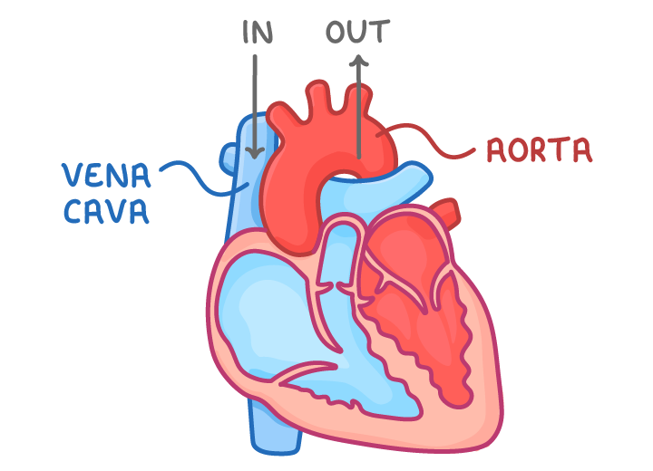 A cut-away heart with the vena cava labelled and a grey arrow marked in, and the aorta labelled with an arrow marked out.