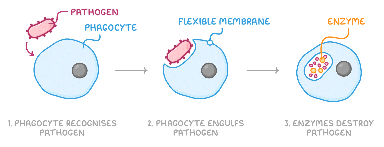 Three numbered stages of a blue phagocyte and a red rod-shaped pathogen: phagocyte recognises pathogen, phagocyte engulfs pathogen with its flexible membrane, and enzymes destroy pathogen inside the cell.