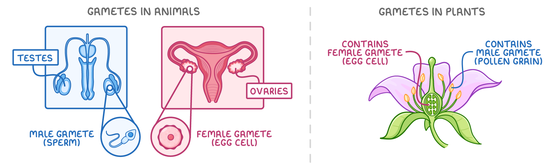 Male and female reproductive systems labelled testes and ovaries, each with a close-up of its gamete, sperm and egg cell, beside a flower labelled contains female gamete and contains male gamete (pollen grain).