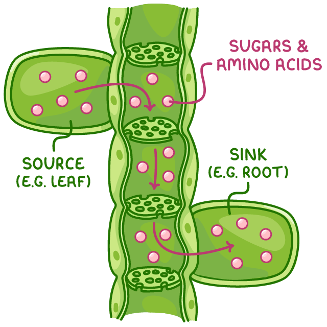 A phloem tube between a cell labelled source (e.g. leaf) and one labelled sink (e.g. root), with pink dots labelled sugars and amino acids moving from the leaf, down the tube, into the root.