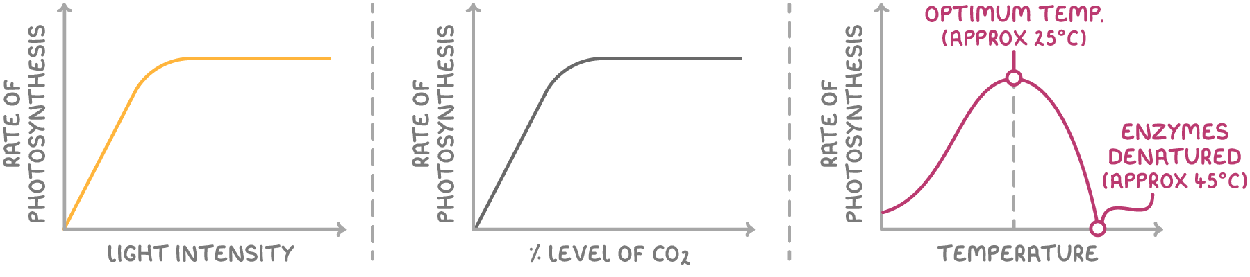 Three graphs of rate of photosynthesis, against light intensity and against % level of CO2 rising then flattening, and against temperature peaking at optimum temp. approx 25°C then falling to enzymes denatured approx 45°C.