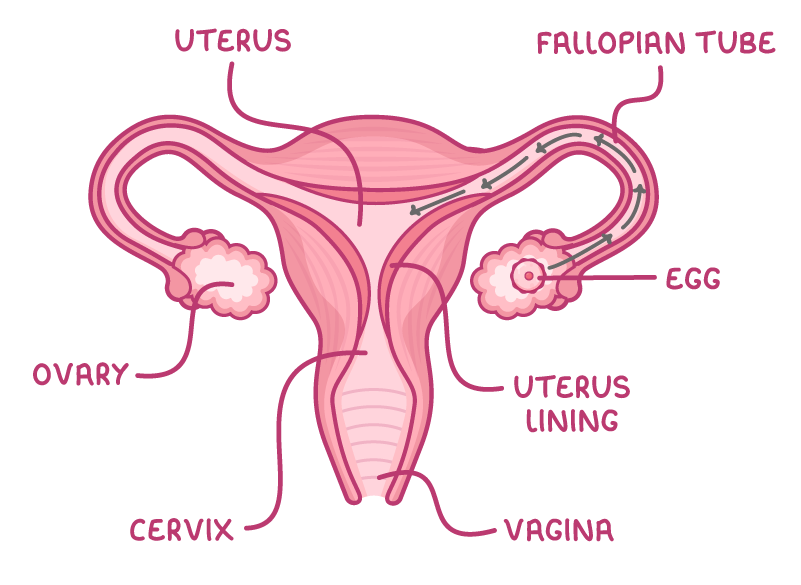 A front view of the female reproductive system labelled uterus, fallopian tube, egg, uterus lining, ovary, cervix and vagina, with arrows showing the egg travelling from the ovary along the fallopian tube.