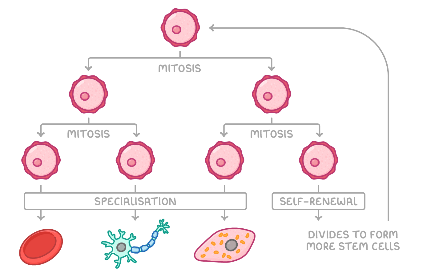 One pink cell divides by mitosis into two, then four; three pass through a specialisation box to a blood cell, a nerve cell and a muscle cell, the fourth loops back under self-renewal.