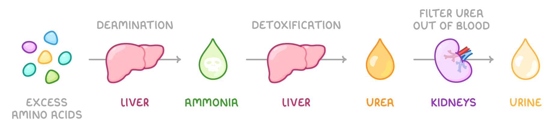 A left-to-right chain: excess amino acids, a liver marked deamination, an ammonia droplet with a skull, a liver marked detoxification, urea, kidneys marked filter urea out of blood, then urine.