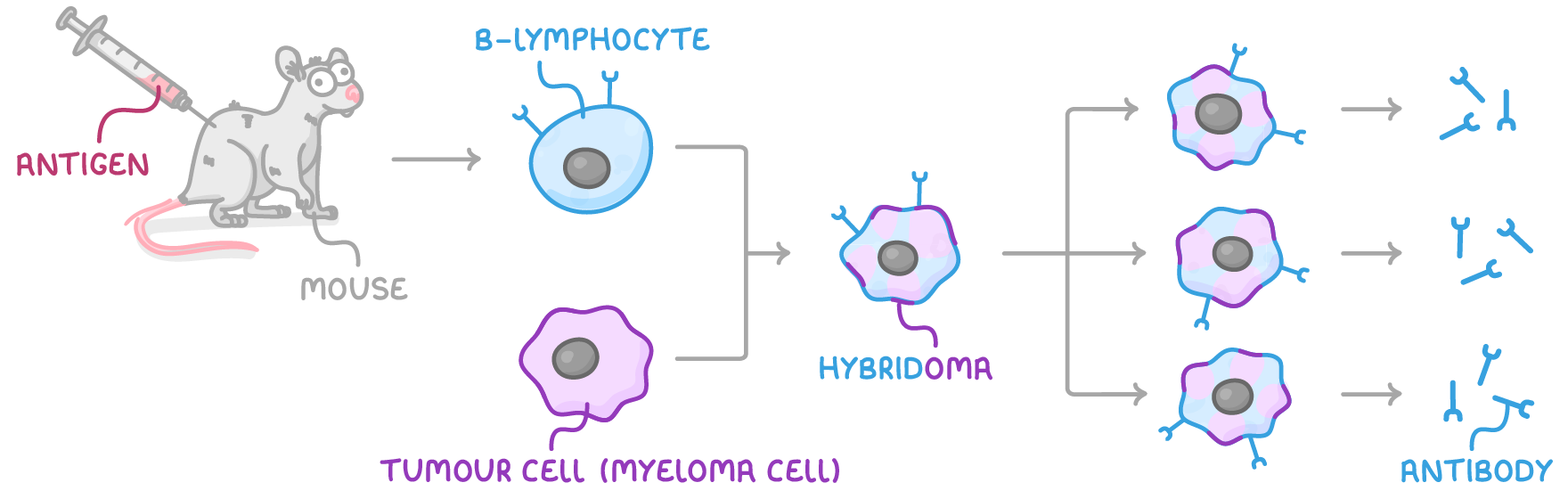 A mouse being injected, labelled antigen and mouse, an arrow to a B-lymphocyte that fuses with a tumour cell (myeloma cell) to form a hybridoma, which divides into three identical cells releasing antibody.