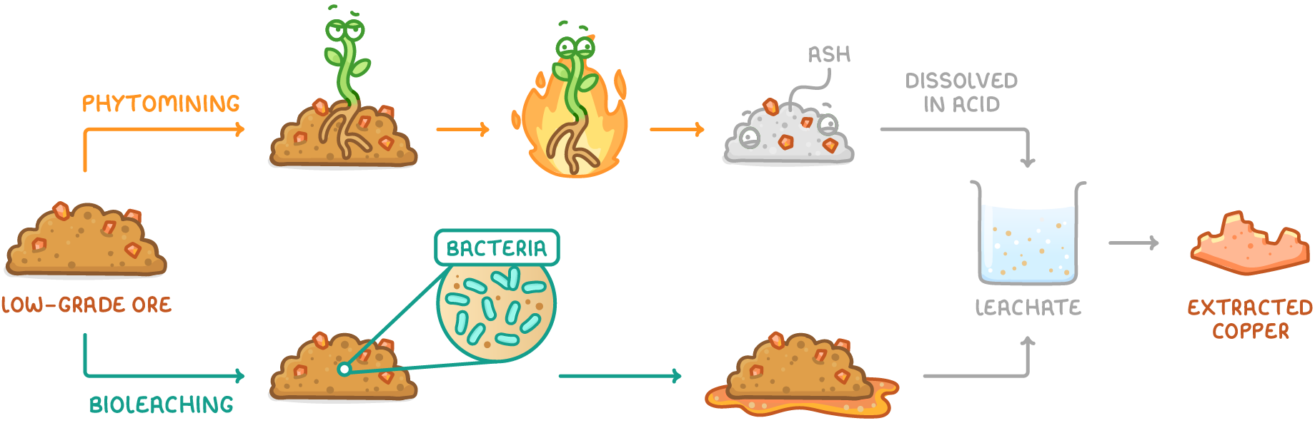 A heap labelled low-grade ore splits into two routes: phytomining, where plants grow on ore, are burnt and leave ash, which is dissolved in acid, and bioleaching, where bacteria act on ore; both lead to leachate, then extracted copper.