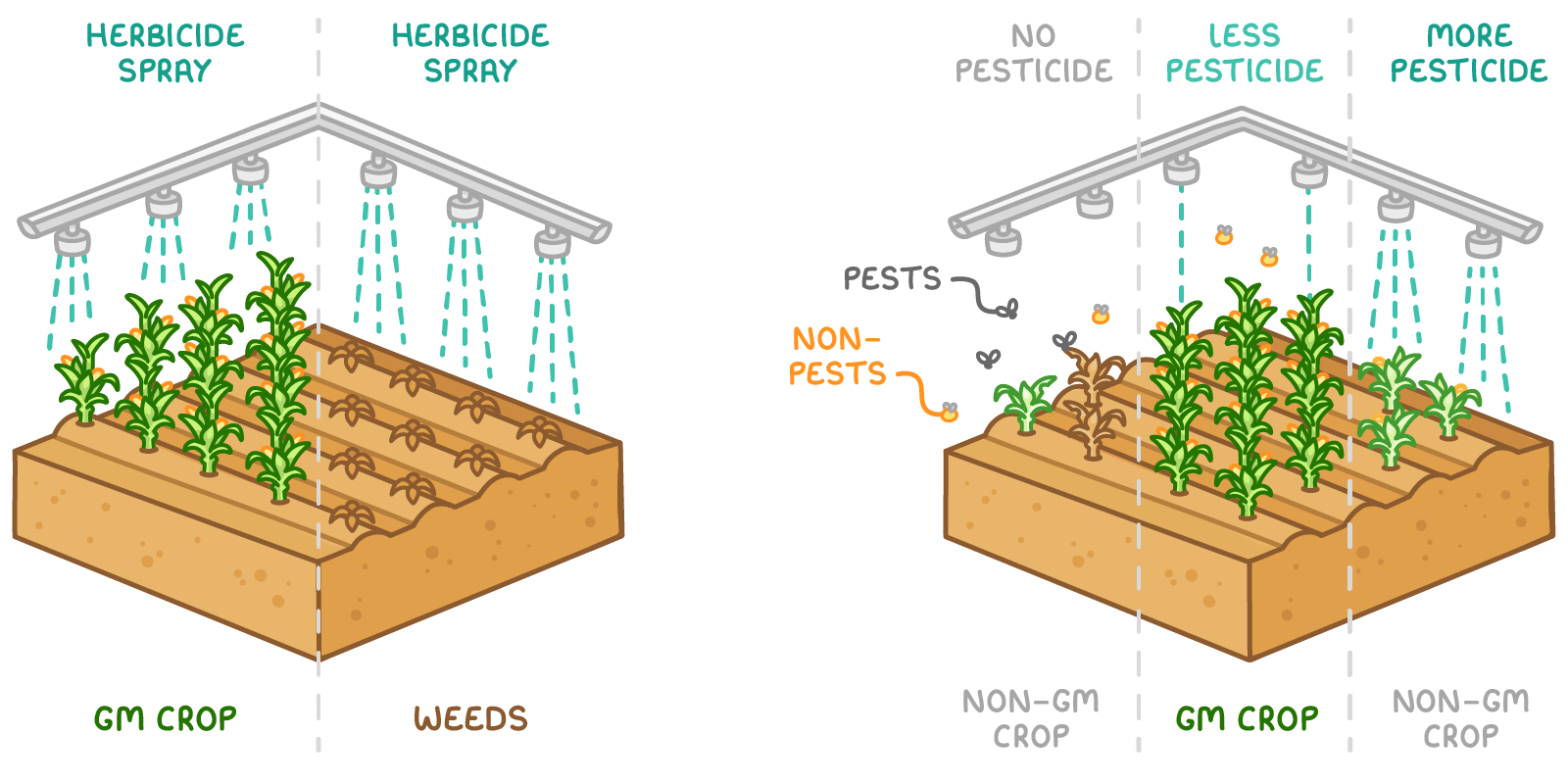 Two field blocks, where under herbicide spray a GM crop stands beside dead weeds, and a GM crop labelled less pesticide is healthier than the non-GM crops labelled no pesticide and more pesticide.