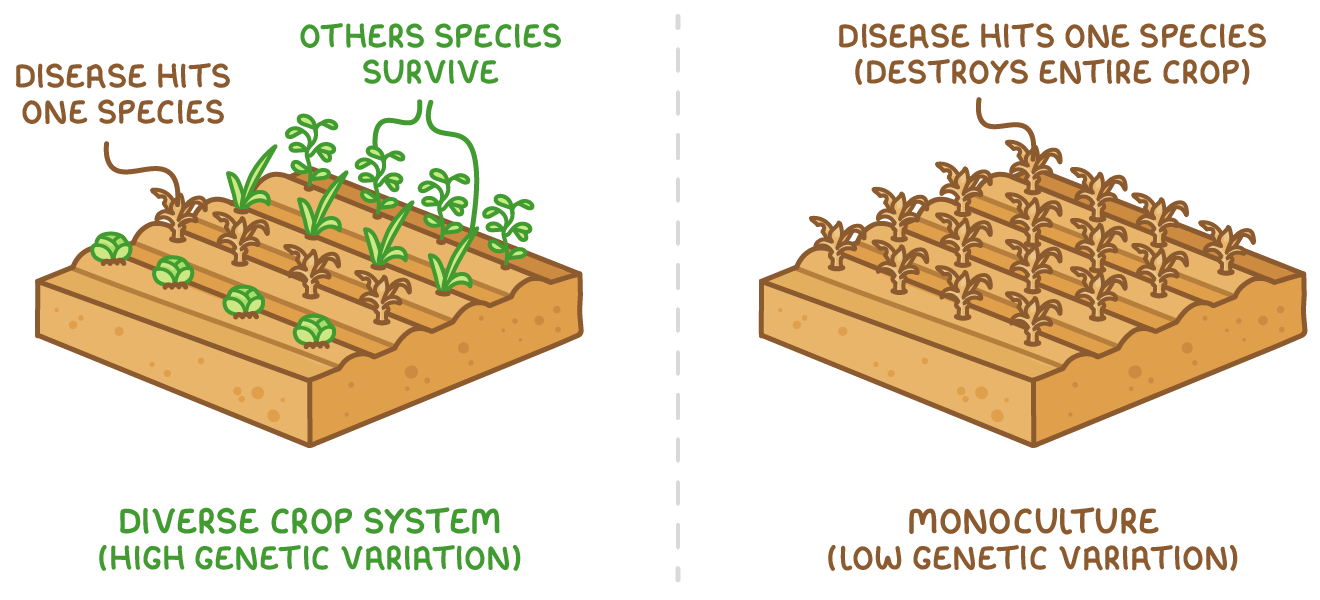 Two soil blocks side by side: one labelled diverse crop system, high genetic variation, where disease hits one species and others survive, and one labelled monoculture, low genetic variation, entirely brown and dead.
