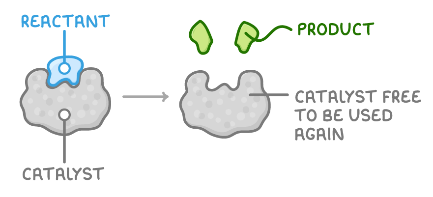A blue reactant sits in the notch of a grey catalyst; an arrow leads to the same empty catalyst, labelled catalyst free to be used again, with two green products above.