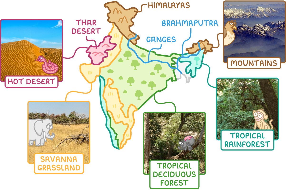 Map of India showing its physical features and biomes. The Himalayas run along the northern border, the Ganges and Brahmaputra rivers flow across the north, and the Thar Desert lies in the north-west. Most of the country is tropical deciduous forest, with savanna grassland in the west and south and tropical rainforest along the west coast and in the north-east. Photographs show each biome and the mountains.