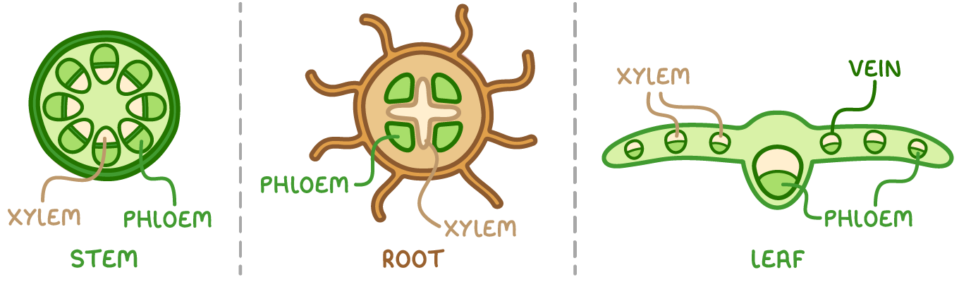Three cross-sections side by side labelled stem, root and leaf, each with xylem and phloem labelled: near the outside in the stem, at the centre in the root, and in a leaf vein.