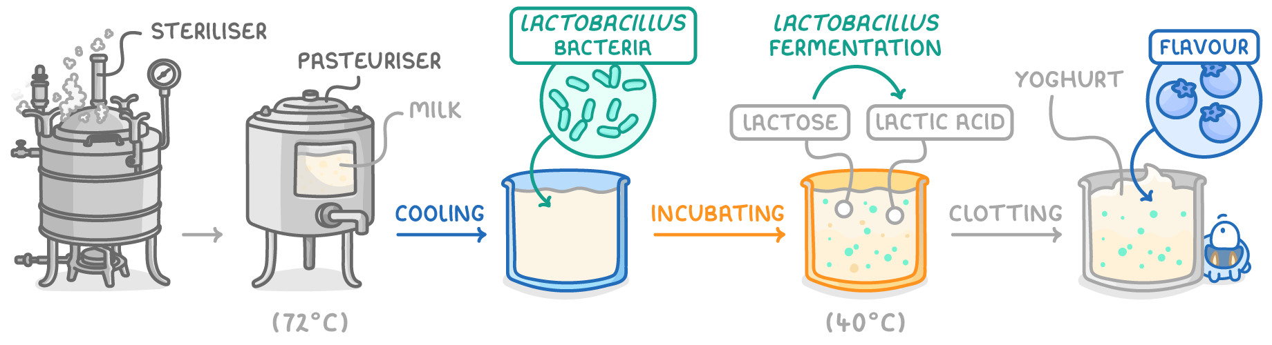 A row of vessels labelled steriliser and pasteuriser at 72 degrees C, then cooling, Lactobacillus bacteria added, incubating at 40 degrees C with lactose becoming lactic acid, clotting, and yoghurt with flavour added.