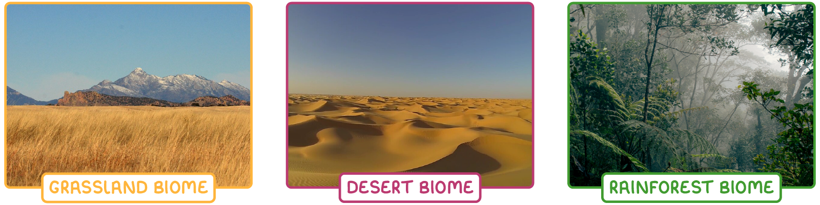 Three photographs side by side: a grassland biome of tall, dry golden grass with mountains behind; a desert biome of bare sand dunes; and a rainforest biome of dense, misty trees and ferns.