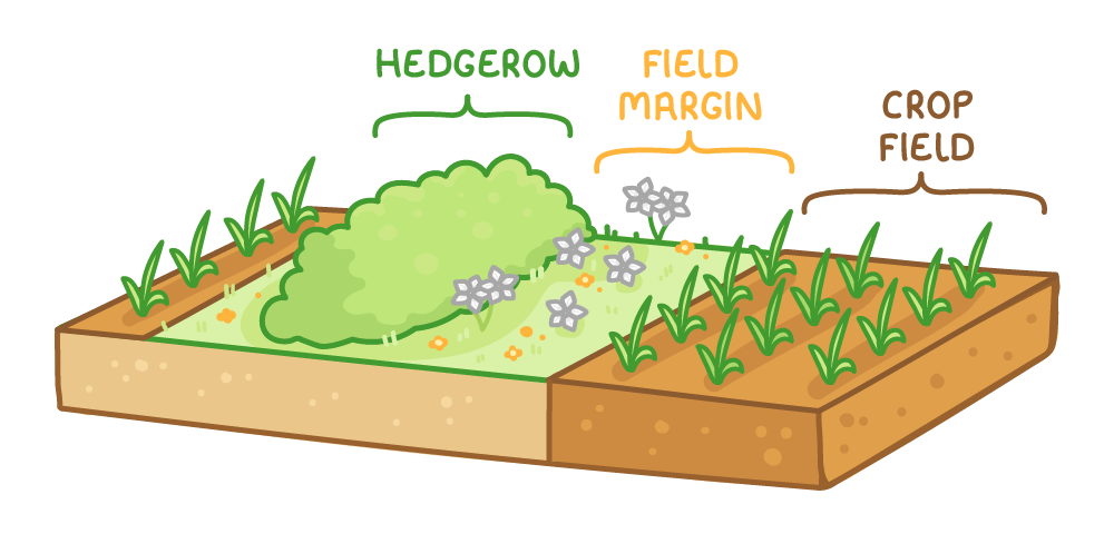 A block of farmland seen from an angle, with a leafy shrub row labelled hedgerow, a flowering grassy strip labelled field margin, and rows of green seedlings labelled crop field.