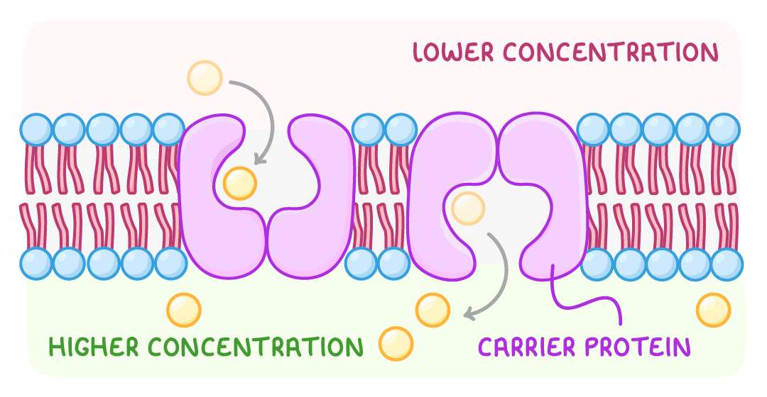 A cell membrane in cross-section with two carrier proteins spanning the bilayer and yellow particles passing down through them, labelled lower concentration above, higher concentration below and carrier protein.