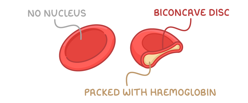 Two red blood cells, one seen from above labelled no nucleus, and one cut through labelled biconcave disc and packed with haemoglobin.