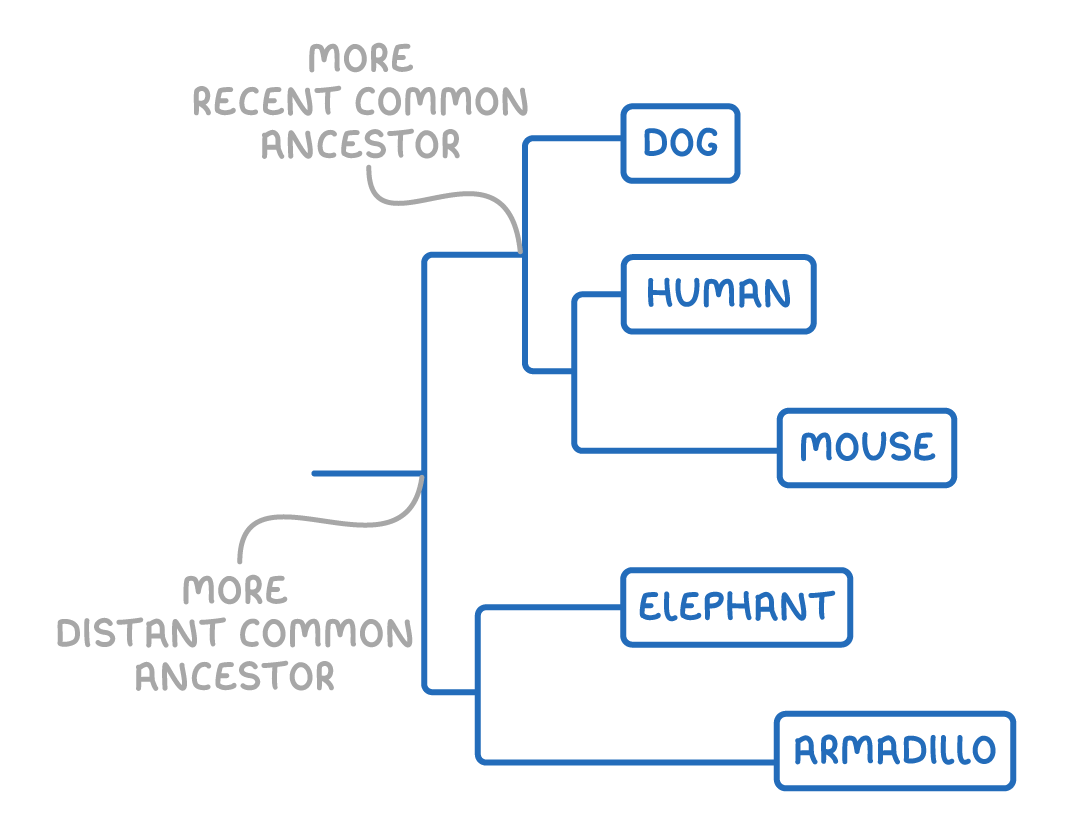 An evolutionary tree branching to dog, human, mouse, elephant and armadillo, with grey notes marking a more recent common ancestor at the dog branch point and a more distant common ancestor further left.
