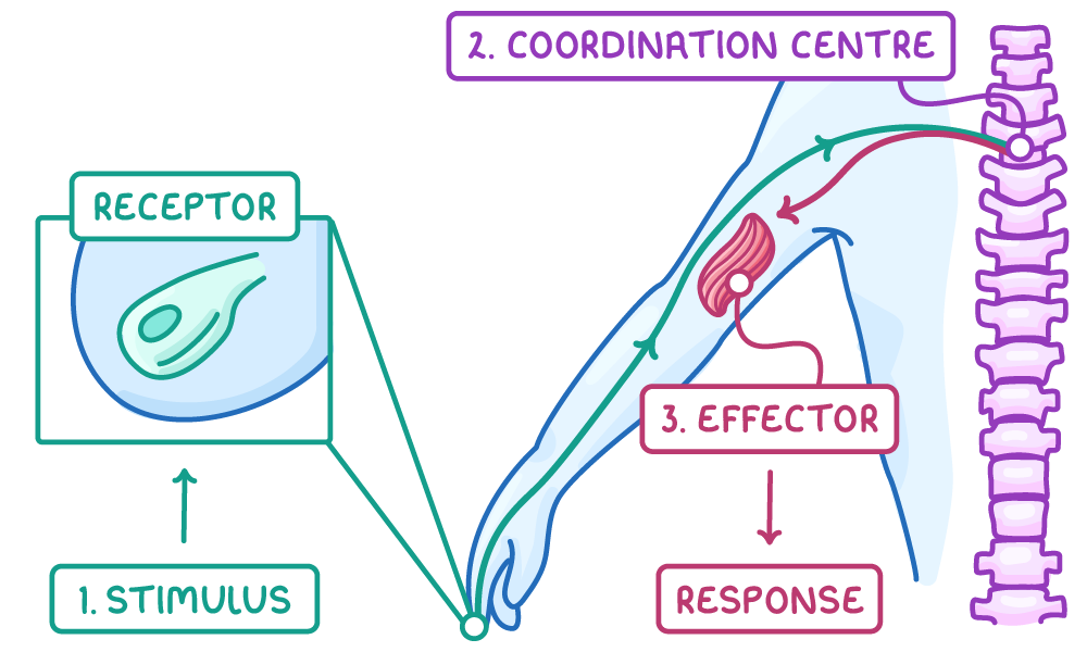An arm with a magnified receptor inset at the fingertip, a line running to the spine and another back to an arm muscle, labelled 1. stimulus, receptor, 2. coordination centre, 3. effector and response.