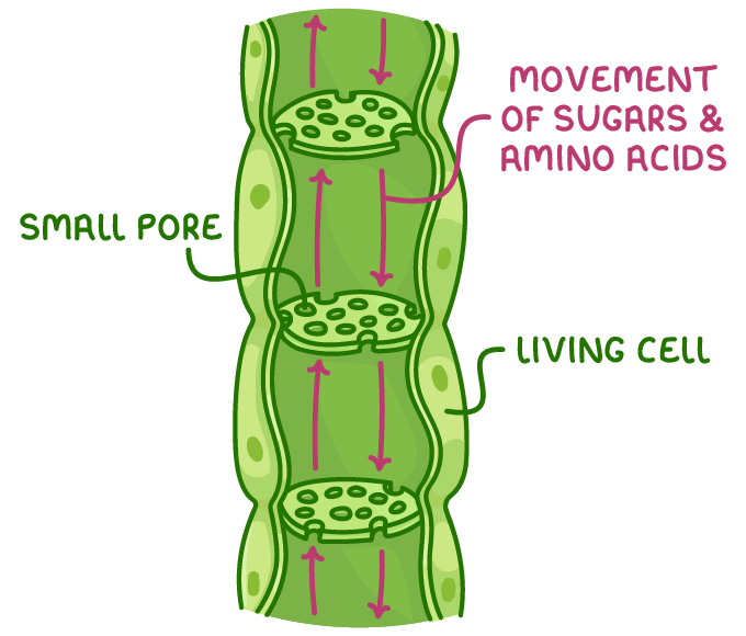 A column of green phloem cells joined end to end, pink arrows running up and down through holes in the walls, labelled small pore, living cell and movement of sugars and amino acids.