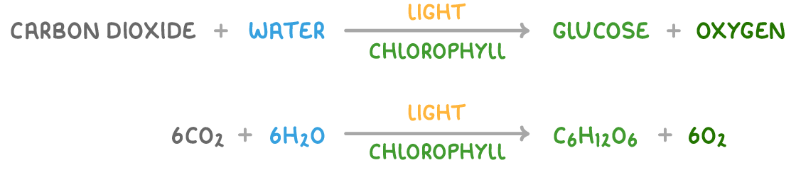 The word equation carbon dioxide plus water giving glucose plus oxygen, with the balanced equation 6CO2 plus 6H2O giving C6H12O6 plus 6O2 below it, both showing light above the arrow and chlorophyll below.
