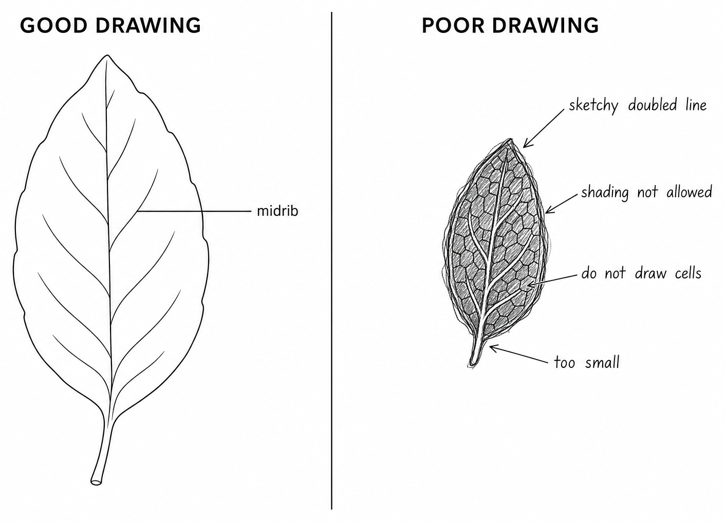 Two leaf drawings, headed good drawing and poor drawing; the left large with a clean outline and a midrib label, the right small, sketchy and shaded with four arrows labelling its faults.