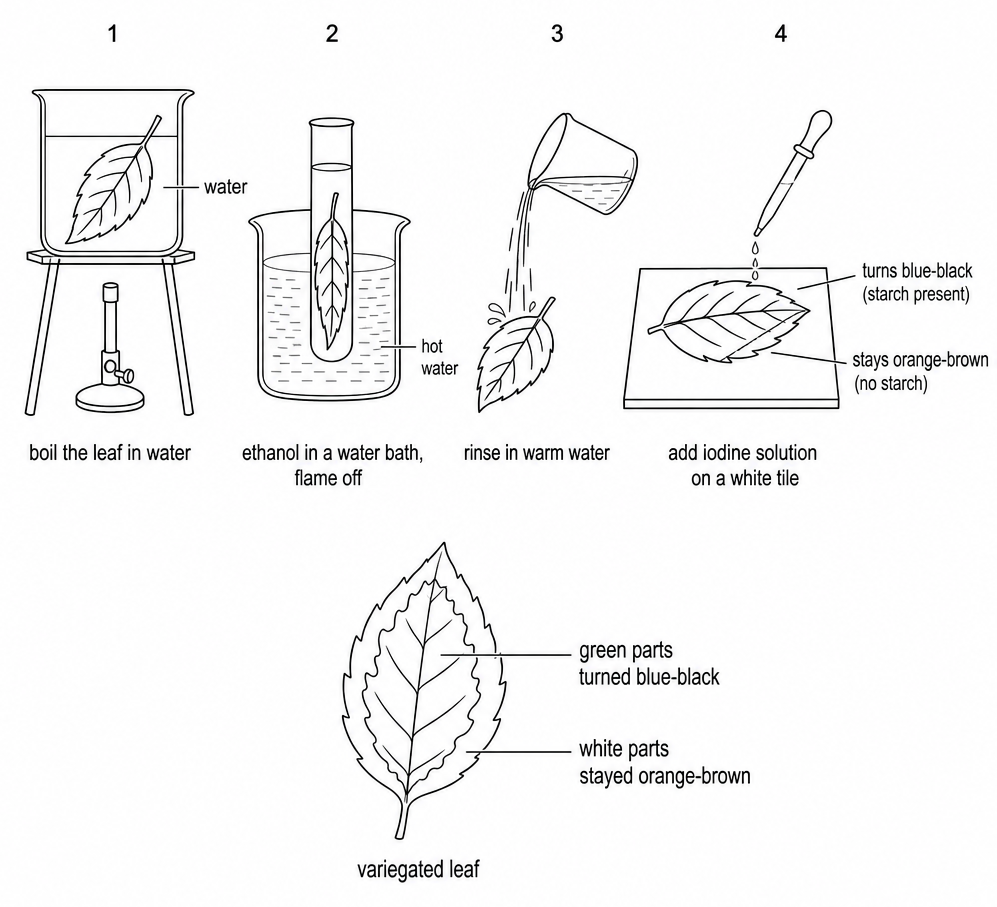 Four steps in a row: boil the leaf in water, ethanol in a water bath, flame off, rinse in warm water, and add iodine solution on a white tile, with a variegated leaf below.