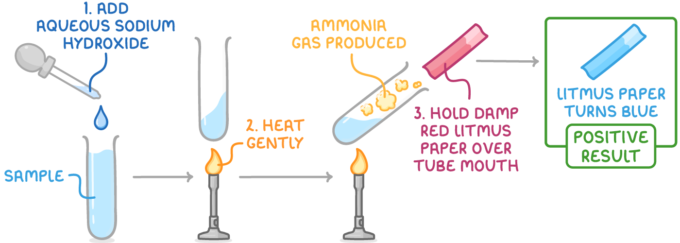 Four stages left to right: a tube of sample, add aqueous sodium hydroxide, heat gently over a Bunsen, ammonia gas produced, and damp red litmus held at the mouth turning blue, positive result.