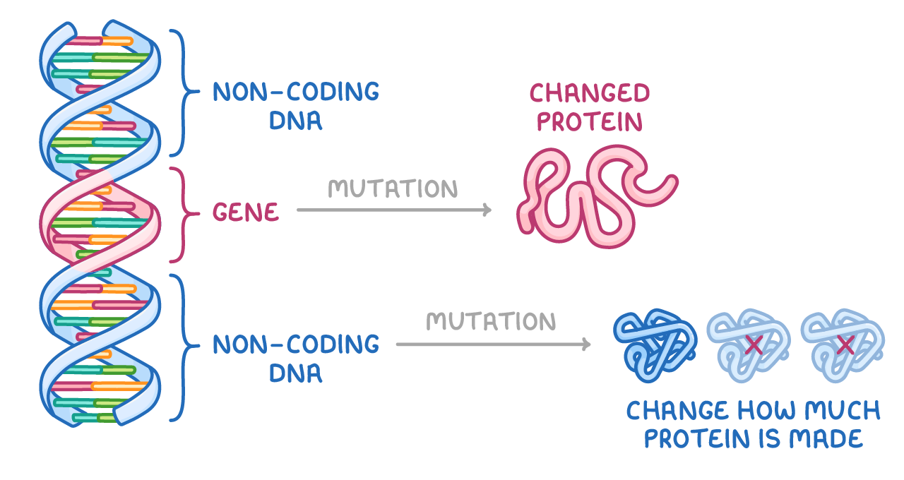 A DNA helix with brackets marking two non-coding DNA regions and a gene, an arrow labelled mutation running from each to a changed protein and to three protein shapes with two crossed out.
