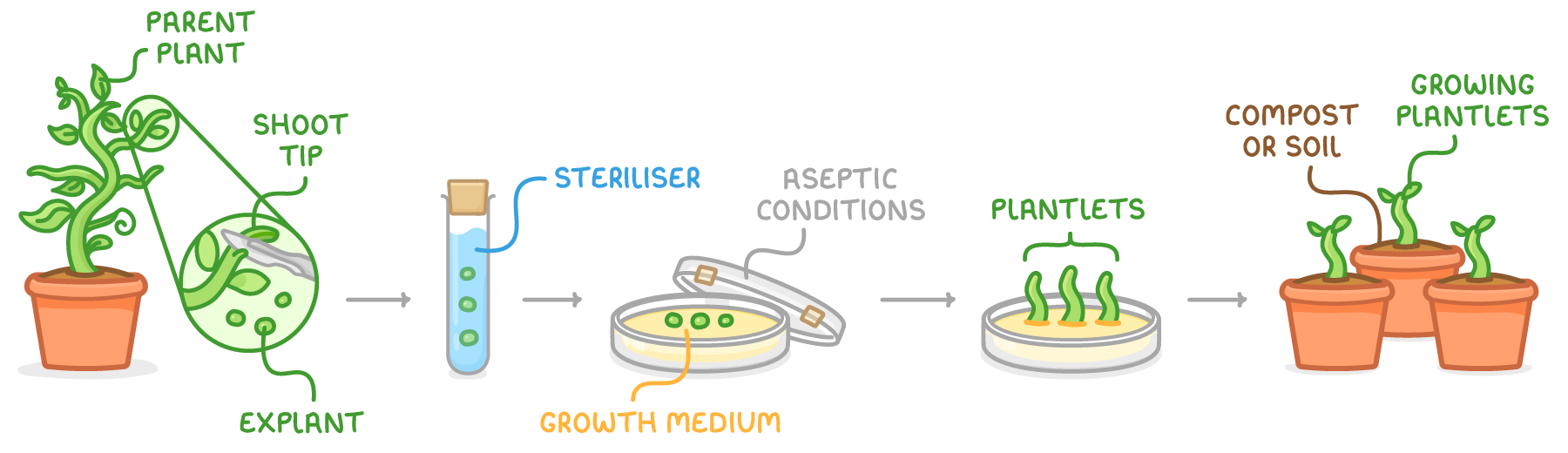 A potted parent plant with a shoot tip where an explant is cut, then a tube labelled steriliser, a dish of growth medium in aseptic conditions, plantlets, and three pots labelled compost or soil.