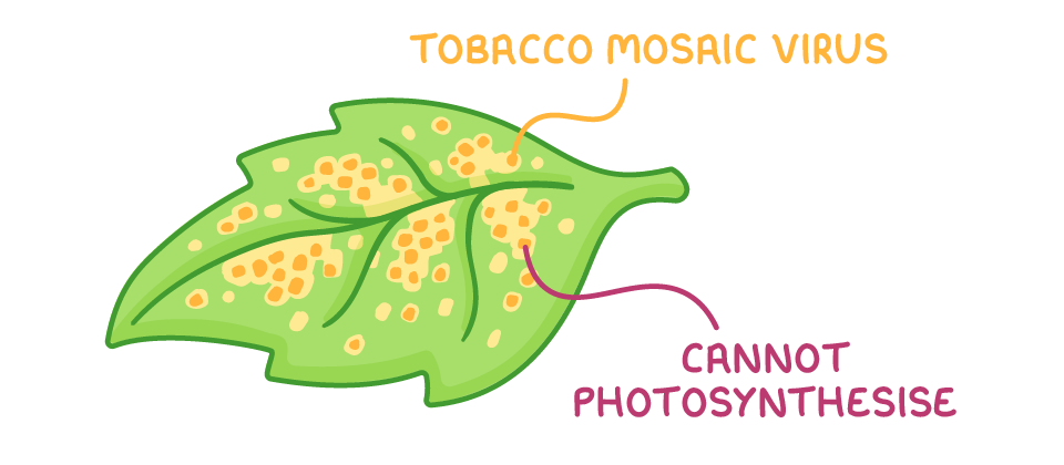 A green leaf with yellow mottled patches spreading along its veins, with two labels: tobacco mosaic virus pointing to the patches and cannot photosynthesise pointing to another patch.