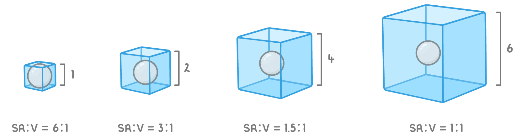 Four cubes in a row growing in size, with side lengths of 1, 2, 4 and 6 marked and a grey sphere inside each, labelled SA:V = 6:1, 3:1, 1.5:1 and 1:1.