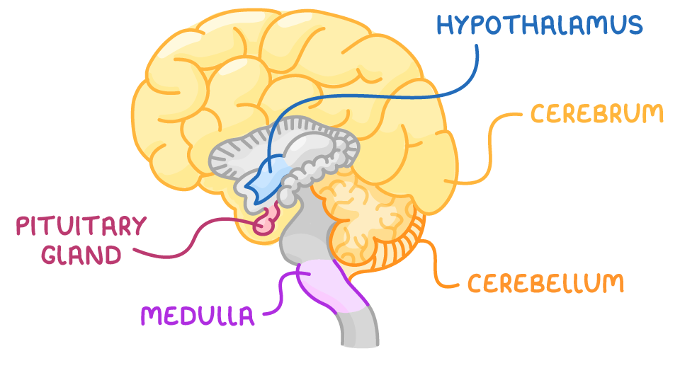 A side view of the brain labelled cerebrum on the yellow wrinkly outer part, hypothalamus and pituitary gland near the centre, medulla on the purple stalk, and cerebellum on the folded orange structure.
