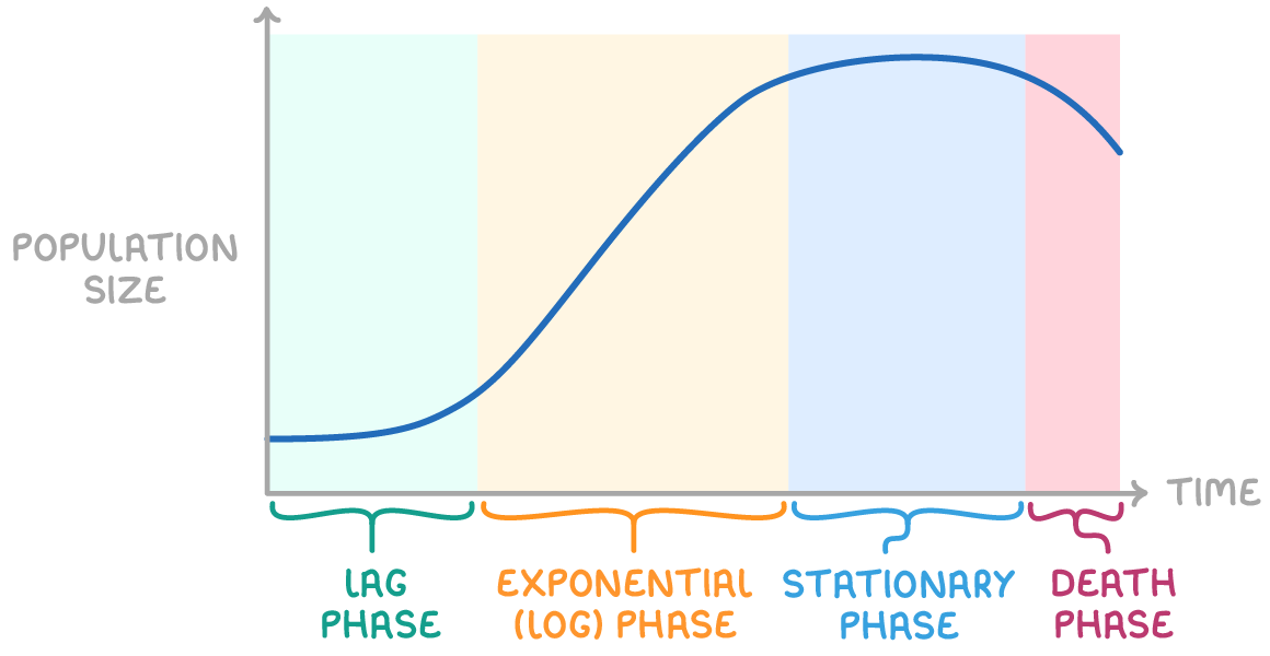 An S-shaped blue curve of population size against time, ending in a dip, crossing four coloured bands bracketed and labelled lag phase, exponential (log) phase, stationary phase and death phase.