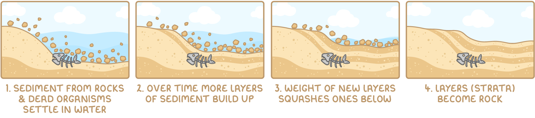 Four stages of sedimentary rock forming: 1, sediment from rocks and dead organisms settles in water; 2, over time more layers of sediment build up; 3, the weight of new layers squashes the ones below; 4, the layers (strata) become rock, with a fossil fish trapped inside.