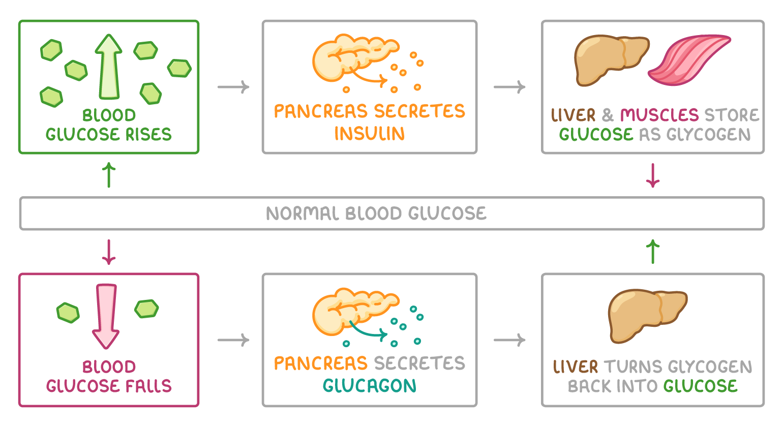Boxes either side of a normal blood glucose bar: above, glucose rises, the pancreas secretes insulin and liver and muscles store glycogen; below, glucose falls, glucagon makes the liver turn glycogen back into glucose.