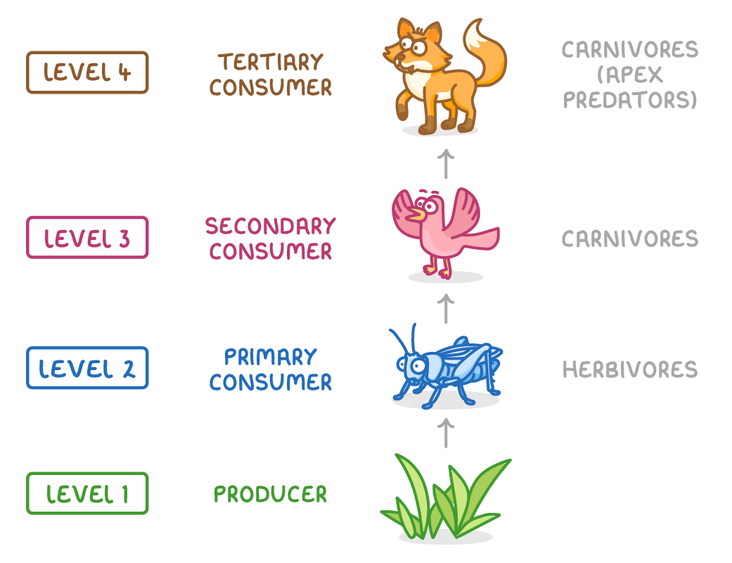 A ladder of four levels joined by upward arrows: level 1 producer grass, level 2 primary consumer grasshopper labelled herbivores, level 3 secondary consumer bird and level 4 tertiary consumer fox, both labelled carnivores.