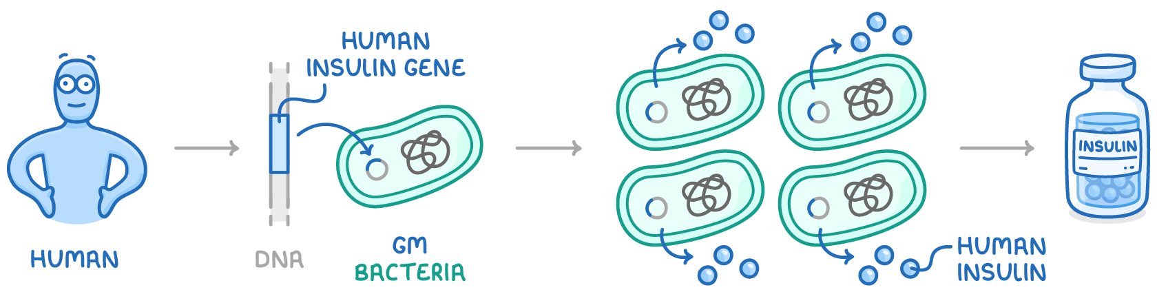 A human insulin gene taken from human DNA passes into a cell labelled GM bacteria, then four bacteria release blue dots labelled human insulin, and a bottle labelled insulin sits at the end.